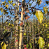 Malus 'Rudolph'