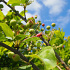 Malus 'Rudolph'