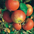 Malus domestica 'Cox's Orange Pippin'