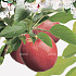 Malus domestica 'Cox's Orange Pippin'