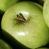 Malus domestica 'Granny Smith'