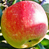 Malus domestica 'James Grieve'