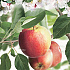 Malus domestica 'James Grieve'