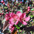 Malus toringo 'Scarlett'