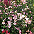 Malva moschata