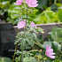 Malva moschata
