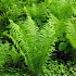 Matteuccia struthiopteris