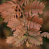 Metasequoia glyptostroboides