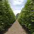 Metasequoia glyptostroboides