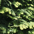 Metasequoia glyptostroboides