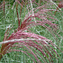 Miscanthus sinensis 'Ferner Osten'