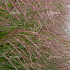 Miscanthus sinensis 'Ferner Osten'