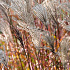 Miscanthus sinensis 'Ferner Osten'