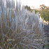 Miscanthus sinensis 'Kleine Silberspinne'