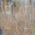 Miscanthus sinensis 'Kleine Silberspinne'