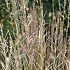 Molinia caerulea 'Moorhexe'