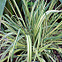 Molinia caerulea 'Variegata'