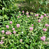 Monarda 'Marshall's Delight'