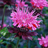 Monarda 'Marshall's Delight'