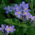 Myosotis palustris