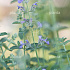 Nepeta faassenii