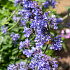 Nepeta faassenii 'Six Hills Giant'