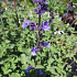 Nepeta faassenii 'Six Hills Giant'