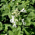 Nepeta faassenii 'Snowflake'