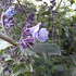 Nepeta faassenii 'Walkers Low'