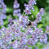 Nepeta racemosa 'Grog'