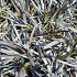 Ophiopogon planiscapus 'Niger'