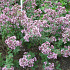 Origanum laevigatum 'Rosenkuppel'
