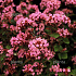 Origanum laevigatum 'Rosenkuppel'