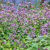 Origanum laevigatum 'Herrenhausen'