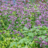 Origanum laevigatum 'Herrenhausen'