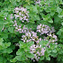 Origanum vulgare