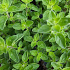 Origanum vulgare