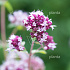 Origanum vulgare