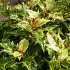 Osmanthus heterophyllus 'Goshiki'