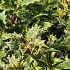 Osmanthus heterophyllus 'Goshiki'