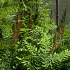 Osmunda regalis