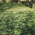 Pachysandra terminalis