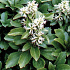 Pachysandra terminalis
