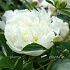 Paeonia (LD) 'Duchesse de Nemours'