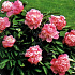 Paeonia (LD) 'Sarah Bernhardt'