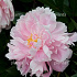 Paeonia (LD) 'Sarah Bernhardt'