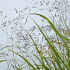 Panicum virgatum 'Prairie Sky'