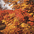 Parrotia persica