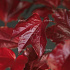 Parthenocissus tr. 'Veitchii'