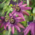 Passiflora 'Amethyst'